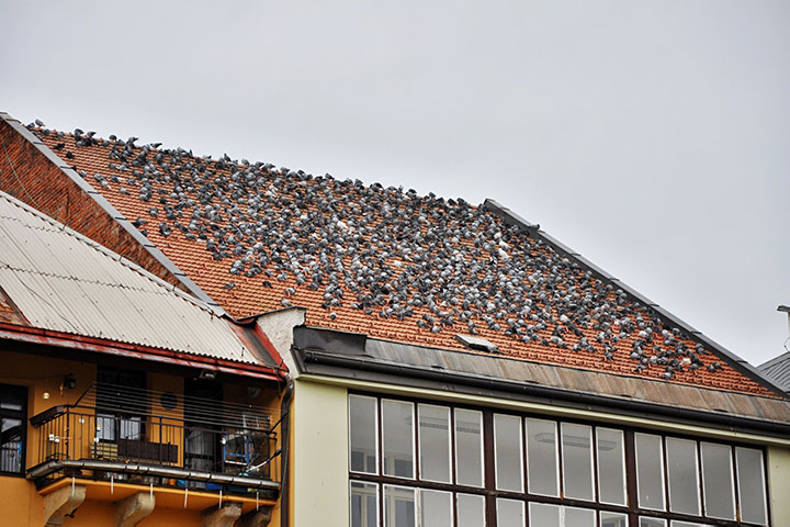 A2B Pest Control are able to install spikes to deter birds from roofs in Totton. 