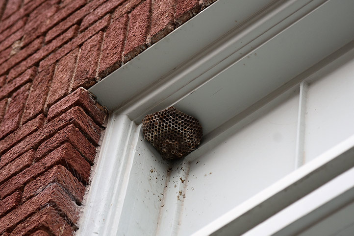 We provide a wasp nest removal service for domestic and commercial properties in Totton.